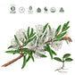 Koala Eco Body Wash Rosalina & Peppermint 1L